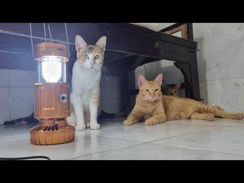 Video Đèn và quạt cho nhà chó mèo - youtube