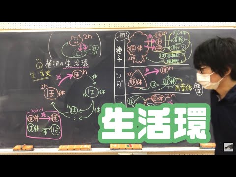 生活環　高校生物　life cycle, biology lecture