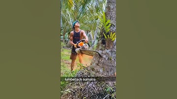cutting down a coconut tree while sleeping#coconuttree#cuttingdowntrees