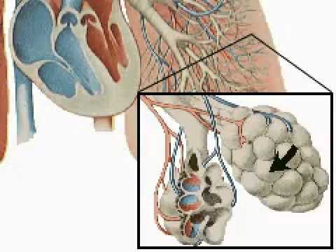 The Respiratory System - It's Structure & Function - A Level Biology