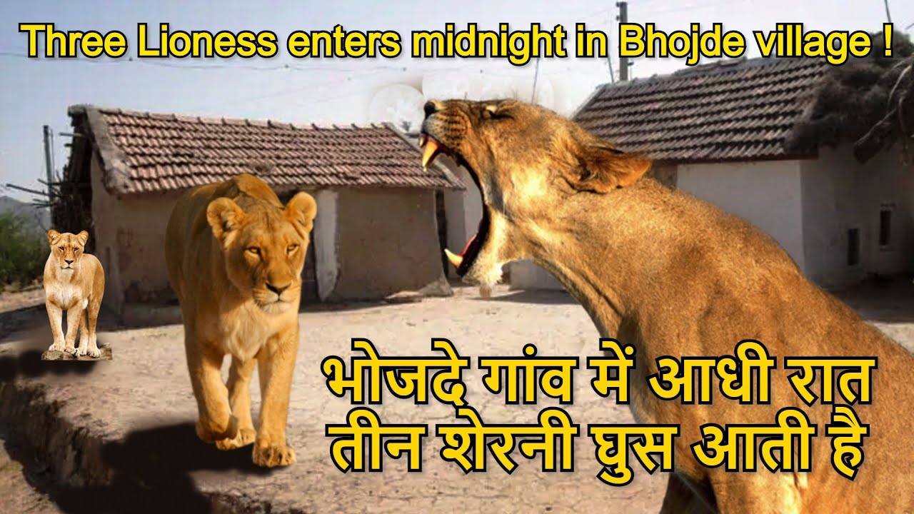 Three Lioness enters midnight in Bhojde village भोजदे गांव में आधी रात को तीन शेरनी घुस आती है