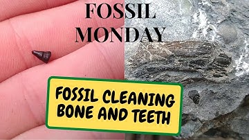 FOSSIL CLEANING BONE AND TEETH  FOSSIL MONDAY (Snake Island Exotics)