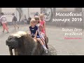 День рождения в зоопарке | Vlog 21.08.19