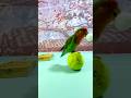 Bird Training:smart lovebird parrot l smart little cute parrot #training#smartparrot#cute