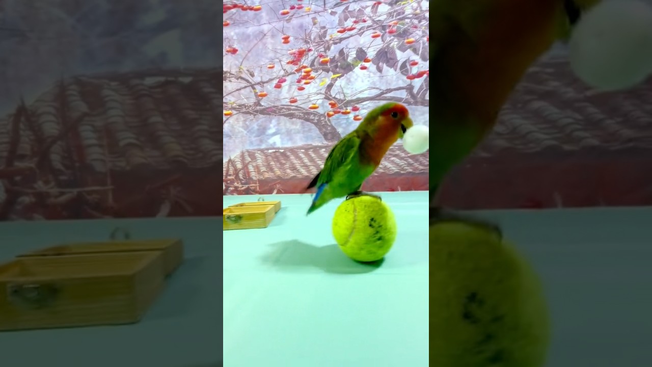 Bird Training:smart lovebird parrot l smart little cute parrot #training#smartparrot#cute