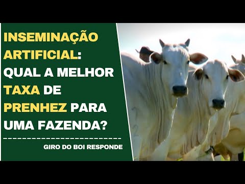 INSEMINAÇÃO ARTIFICIAL: QUAL A MELHOR TAXA DE PRENHEZ PARA UMA FAZENDA?