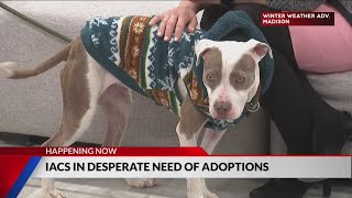 IACS in desperate need of adoptions