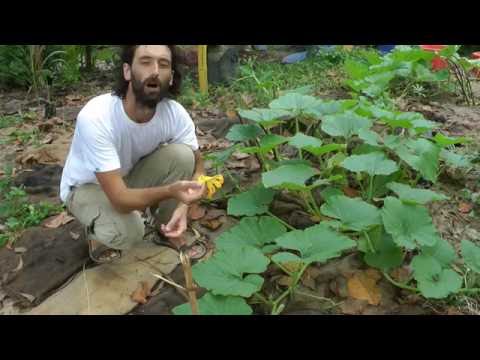 Video: Dropping Pumpkin Fruits - Motive pentru ca dovlecii cad de pe viță