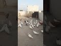 love birds and pigeon #punjabi #pigeon #trending #kabootar #ytshorts #ytviral #sundh_dihat