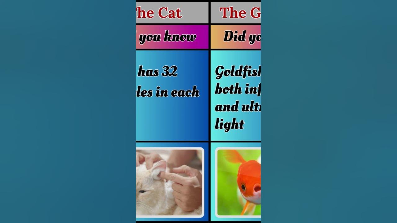 Did you know facts Animals - YouTube