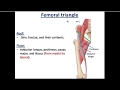 Front of Thigh (part 3), The Femoral Triangle - Dr. Ahmed Farid