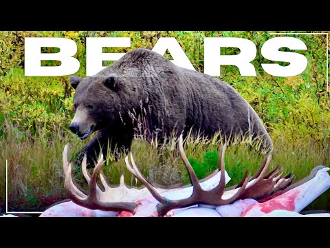 5 Epic Bear Encounters!!! | S10e5 | Limitless Outdoors | Presented By Eberlestock