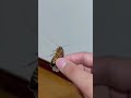 これが地産地消です #生き物系youtuber #レオパ #どん底太郎 #shorts