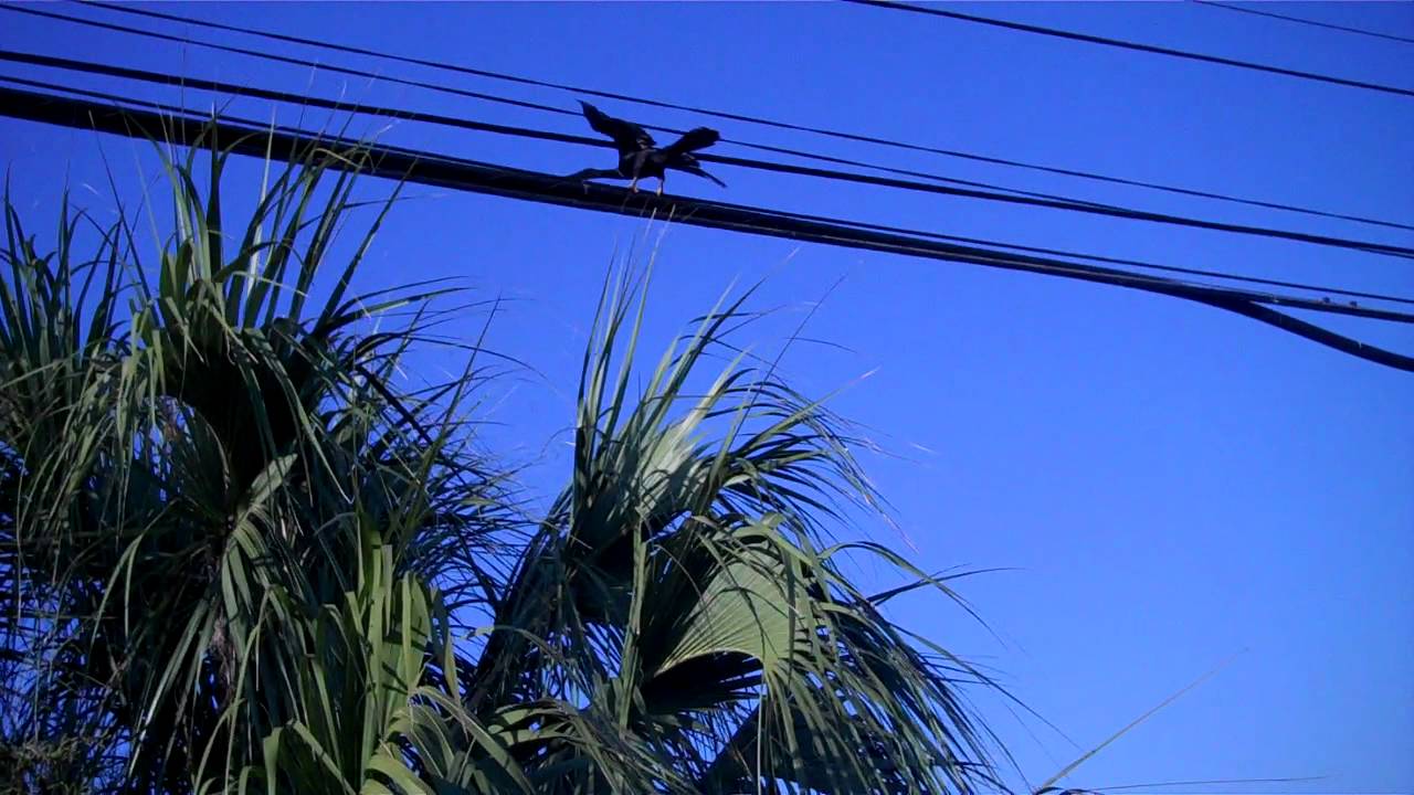 Red-winged Blackbird And Anhinga Sounds 