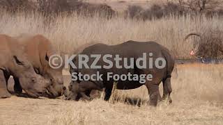 POND 5 4K Rare Footage Of White Rhino Charging, Fighting Other Dehorned White Rhino