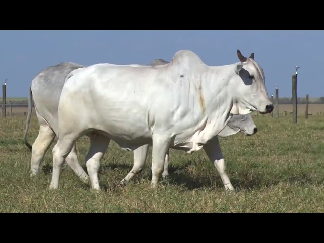 LOTE 16   2603 3618 mp4