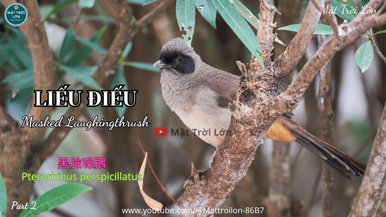 ✅Tiếng chim Liếu điếu gọi bầy chuẩn không tạp âm mp3 | Masked Laughingthrush call (P2)