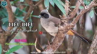 ✅Tiếng chim Liếu điếu gọi bầy chuẩn không tạp âm mp3 | Masked Laughingthrush call (P2)