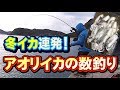 【エギング】冬イカ連発！風がある堤防でアオリイカの数釣り！