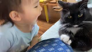 手を触られる猫　ノルウェージャンフォレストキャットとラガマフィンA cat that can be touched.Norwegian Forest Cat.Ragamuffin.