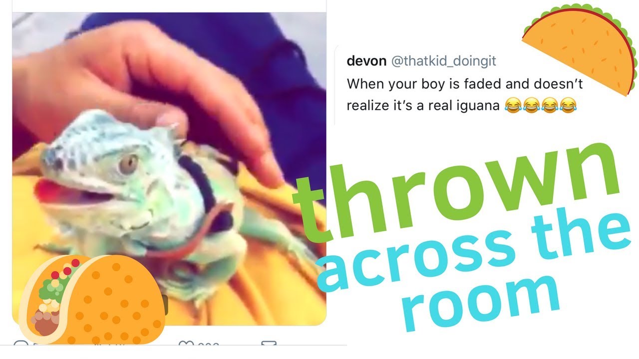 taylor nicole dean problematic IGUANA THROWN ACROSS A ROOM?! | My reaction to animal cruelty on twitter