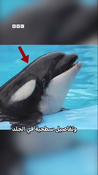       ǿ
 - نشر قبل 2 ساعة