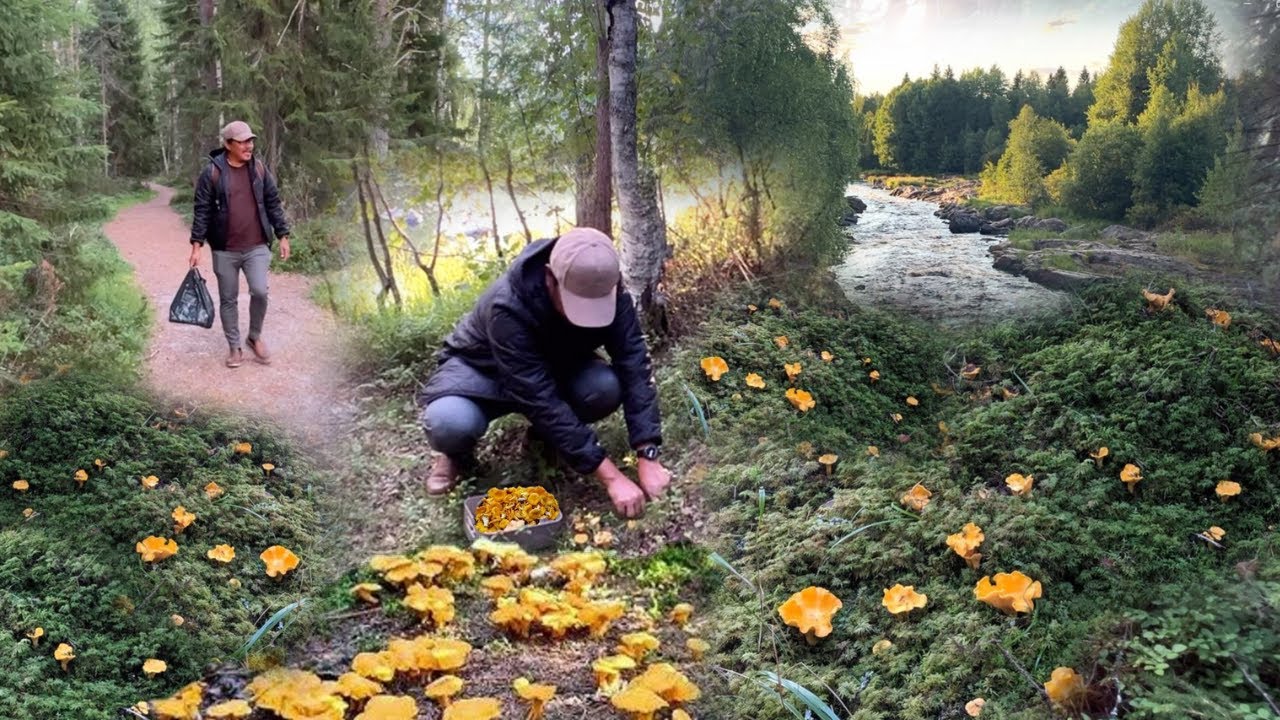 SUMULPOT NA ANG NAPAKARAMING KABUTE! JACKPOT! WILD MUSHROOM FORAGING, PICKING, HUNTING CHANTERELLES.