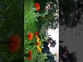 Cinematic shot of flower #cinematography #viralvideo