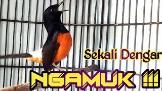 Download Lagu PANCINGAN MURAI BATU GACOR FULL ISIAN MEWAH, SEKALI DENGAR MURAI APAPUN RESPON NEMBAK KERAS MP3