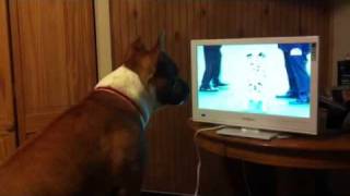 Clara Watches Westminster