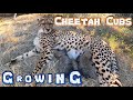 Christmas Update CHEETAH CUBS GROWING | Baby Weight Play Nurse &amp; Why Honey Badger Appearance 4K