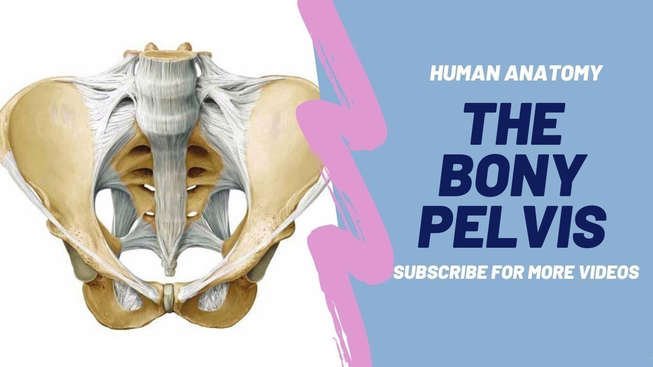 Pelvis Boney Features Coloring Page