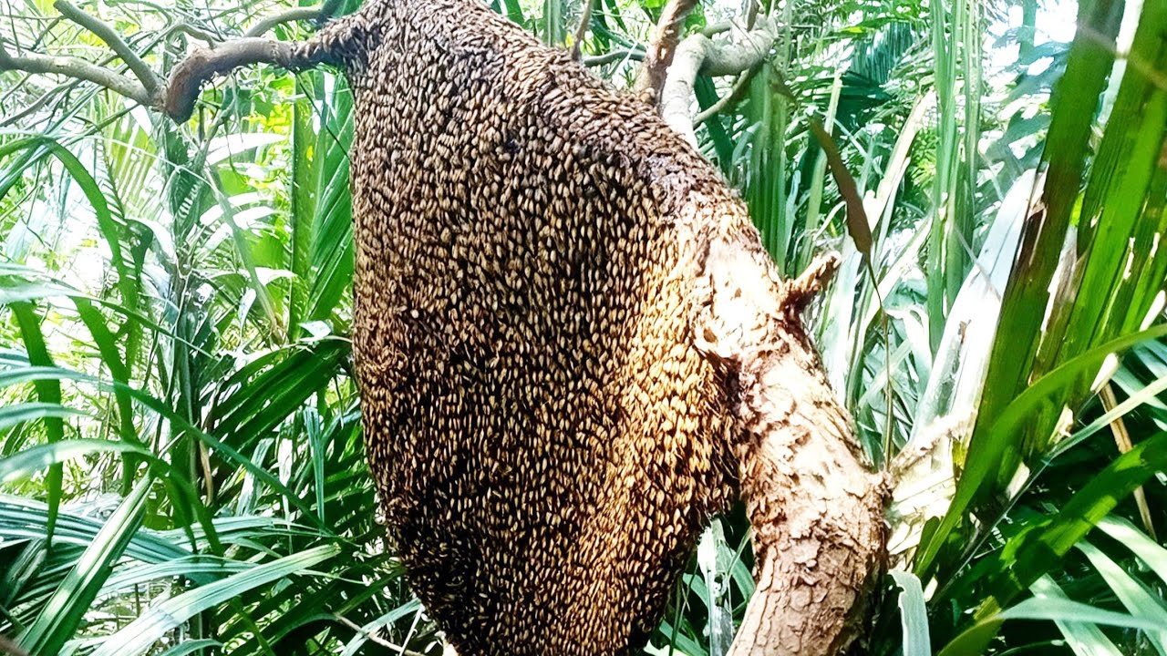 Đi bắt con nha ,nghề săn bắt gặp tổ ông to đùng