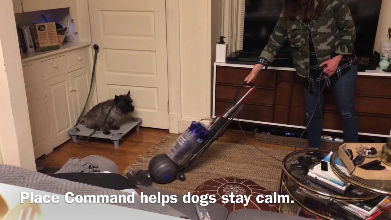 Hugo vs Blender and Vacuum - YouTube
