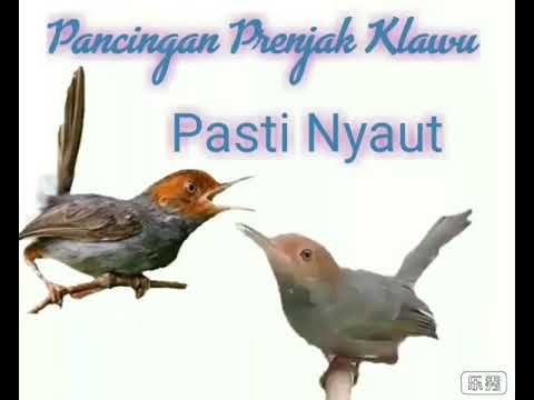 100 Prenjak Klawu Anda Nggak Akan Bisu Mendengar Ini Youtube
