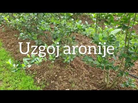 Video: Uzgoj drveća aronije - Gdje posaditi aronju