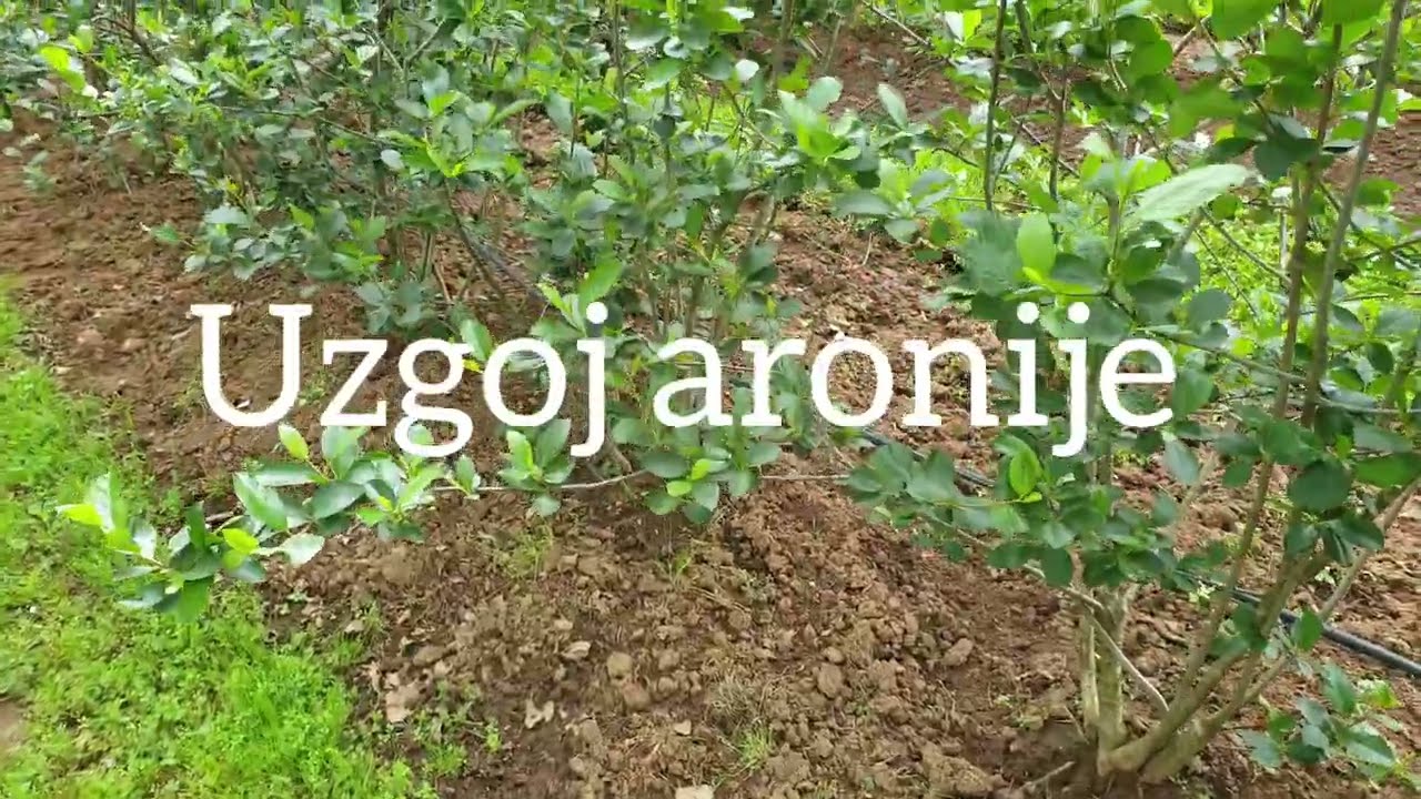 Uzgoj aronije - sadnja i prinosi