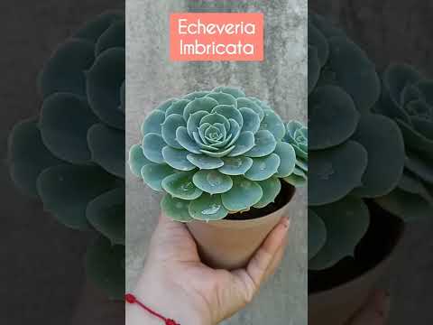 Video: Información de la planta de Echeveria: Cómo cuidar las plantas de Echeveria Parva
