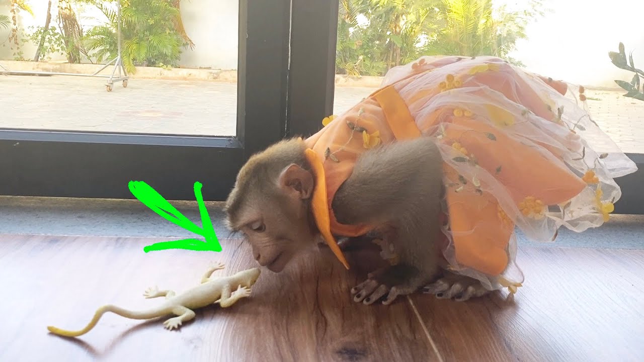 Brve Judee Feel Pityful & Sympathy For The Lil Gecko