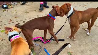 Dog Cries Every Time He's Touched — Until He Meets This Woman |The Dodo Dog Cries Every Time He S Touched Until He Meets This Woman The Dodo
