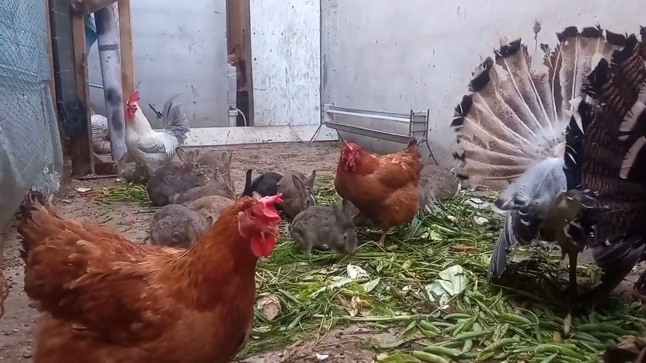 تربية الارنب ودجاج وبيبى 