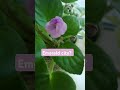 #фиалка #сенполия #уходзафиалкой #фиалкацветёт #сортовыефиалки #сорта #цветок #растения