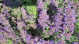 Bees in our garden (sound on)