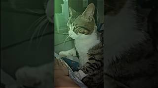 😾 : apa ini, hidup bagaimana ini ... #cat #cats #meme #memes #lucu #ngakak #shorts #short #funny