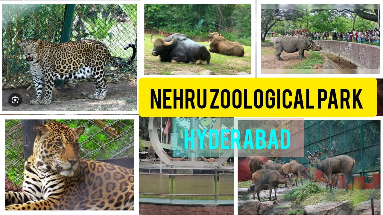 Nehru Zoological Park Hyderabad | Zoo Park Hyderabad  | @TravelSanjay77 Full Coverage  