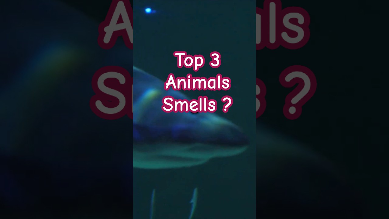 Top 3 Animals with the Best Sense of Smell 👃 | Nature’s Super Sniffers!