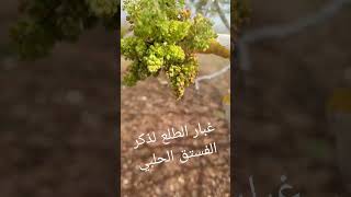 شاهد كمية غبار الطلع لذكر الفستق الحلبي