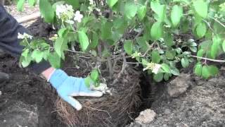 Planting Viburnums Youtube