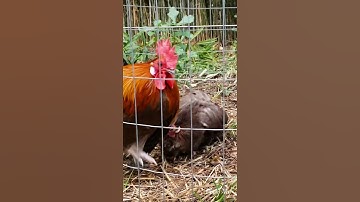 I Believe I Can Fly Bantam Phoenix Qaib Dib Tw Ntev