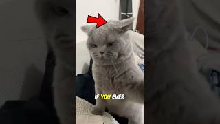 The Cat With Folded Ears 😳 You Won’t Believe Why!